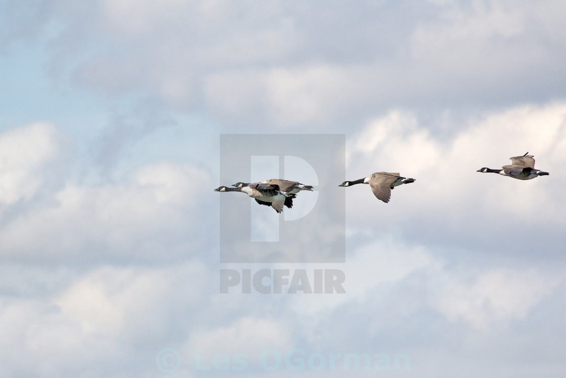 "Canada Geese in Flight." stock image