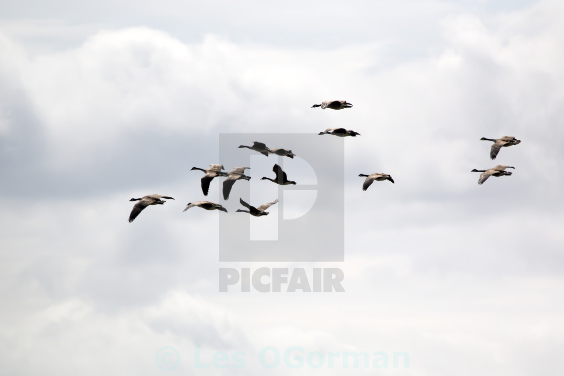 "Canada Geese in Flight." stock image