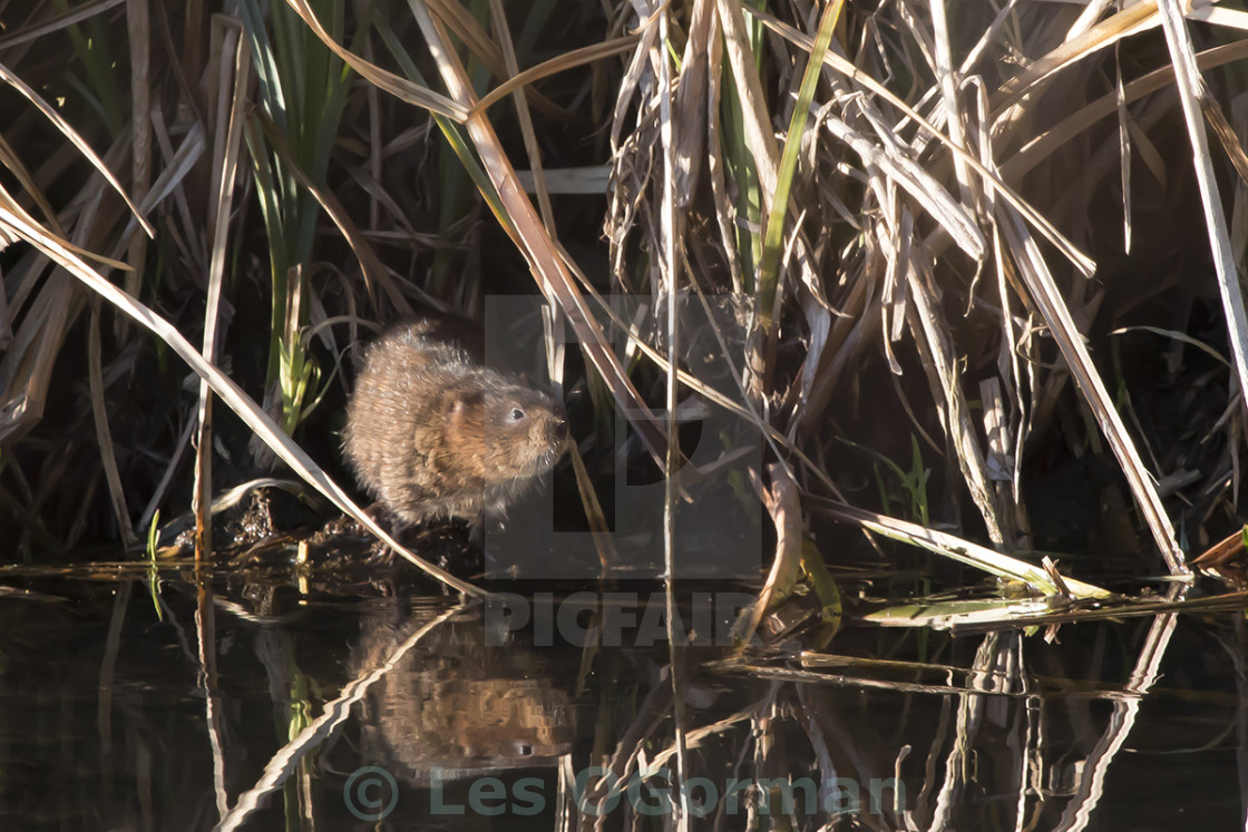 "Water Vole." stock image