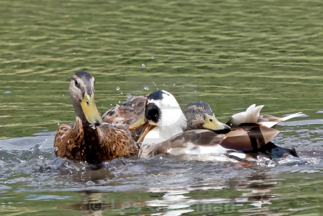 "Duck Fight." stock image