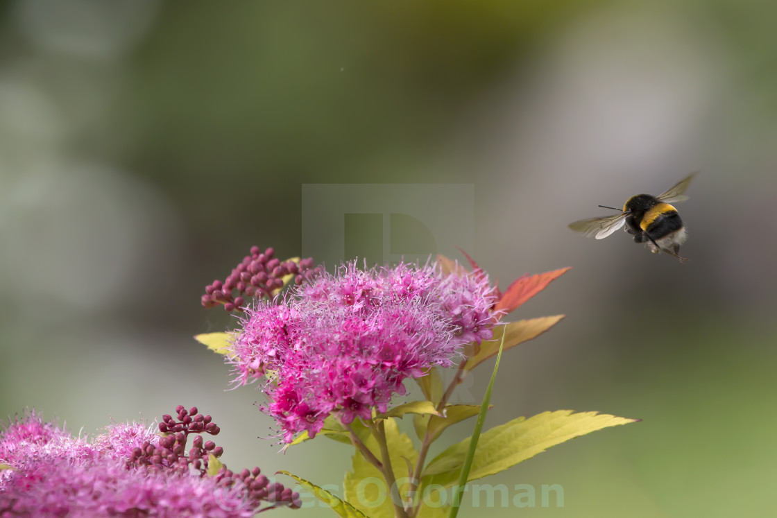 "Bee and Flower." stock image