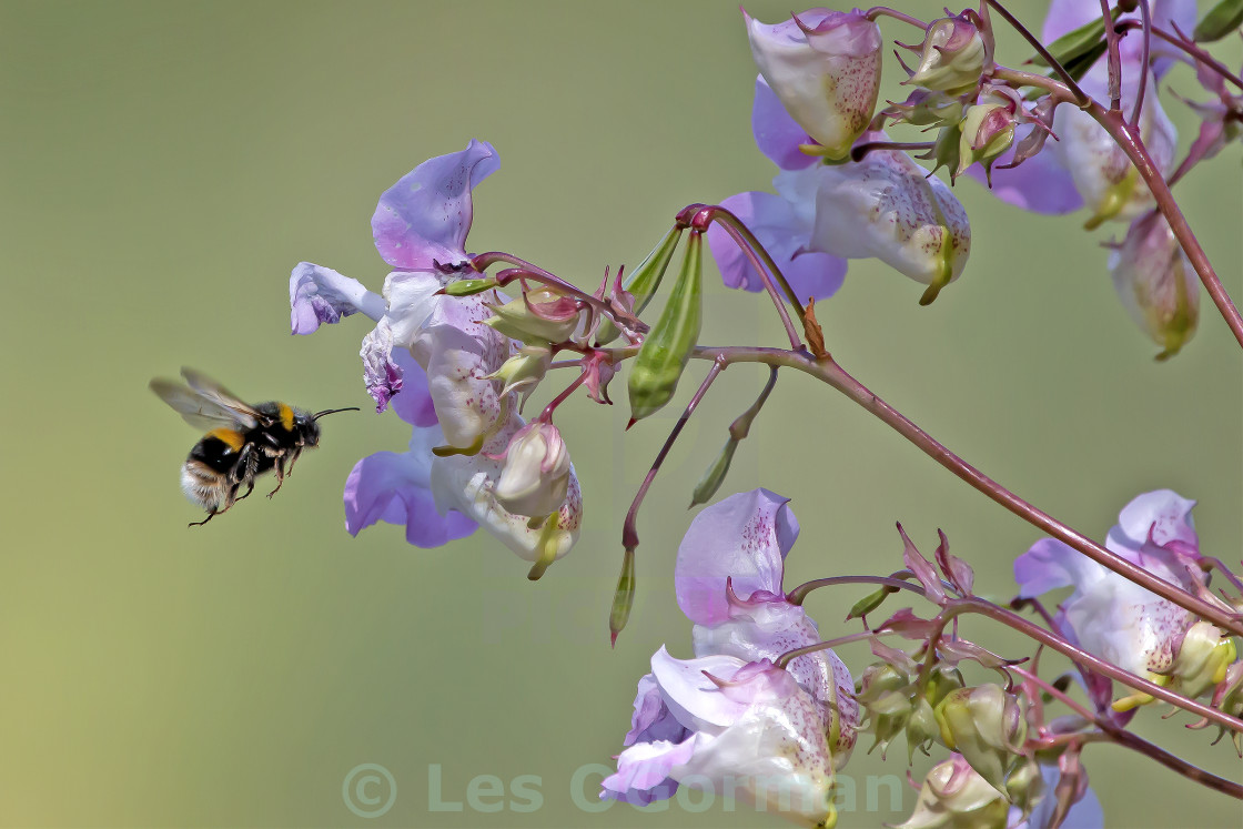 "Bee and Flower." stock image