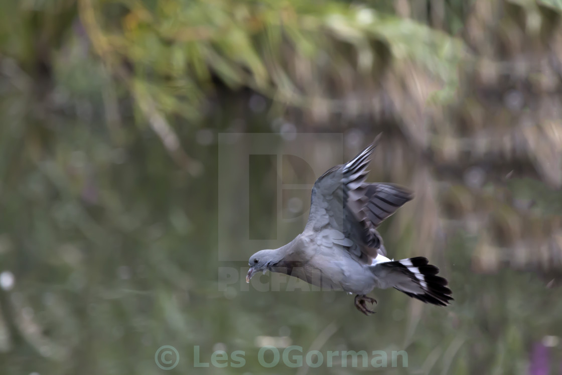 "Flying Wood Pigeon." stock image