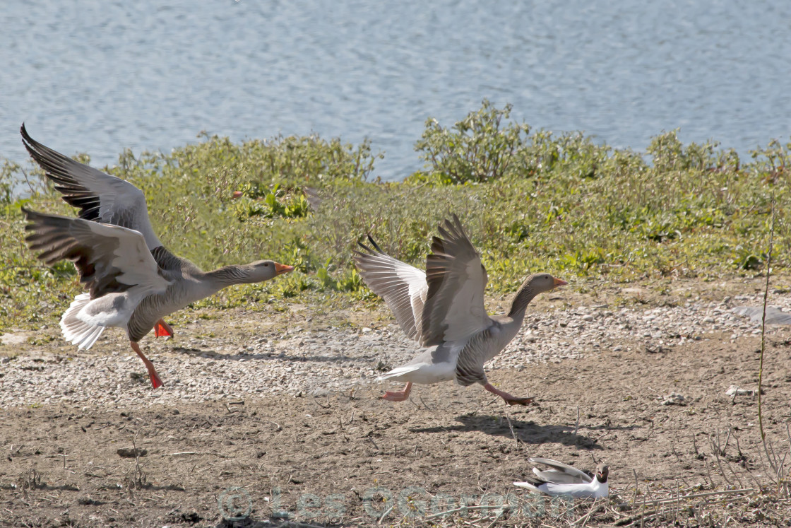 "Greylag Goose Chase." stock image