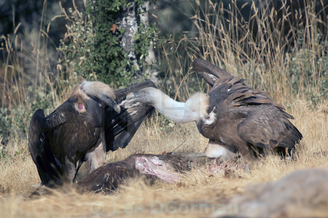 "Two Griffon Vultures." stock image