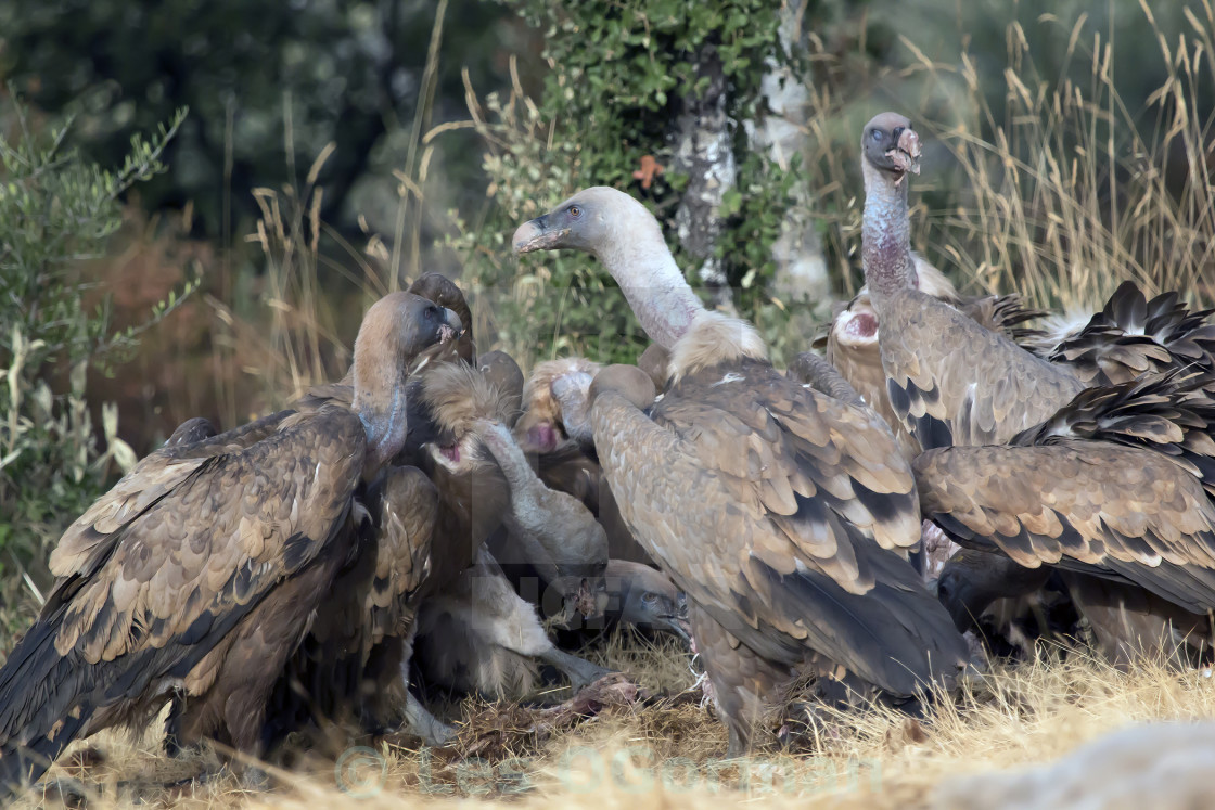 "Griffon Vultures." stock image