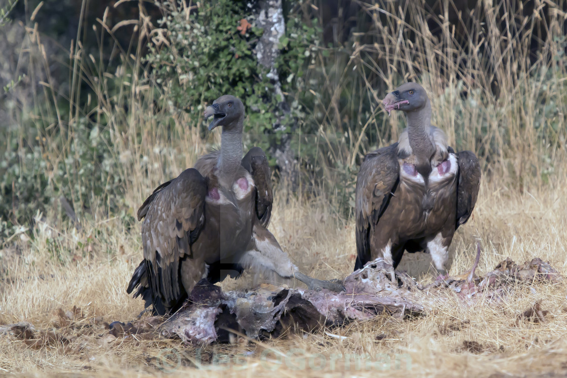 "Two Griffon Vultures." stock image