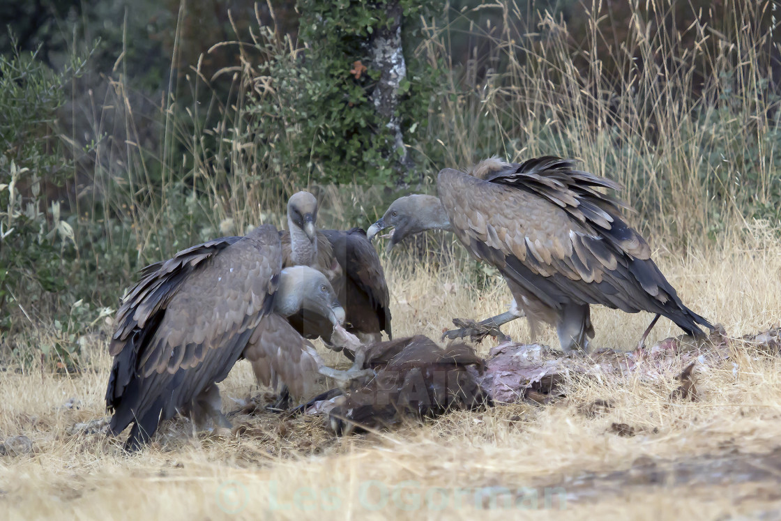 "Griffon Vultures." stock image