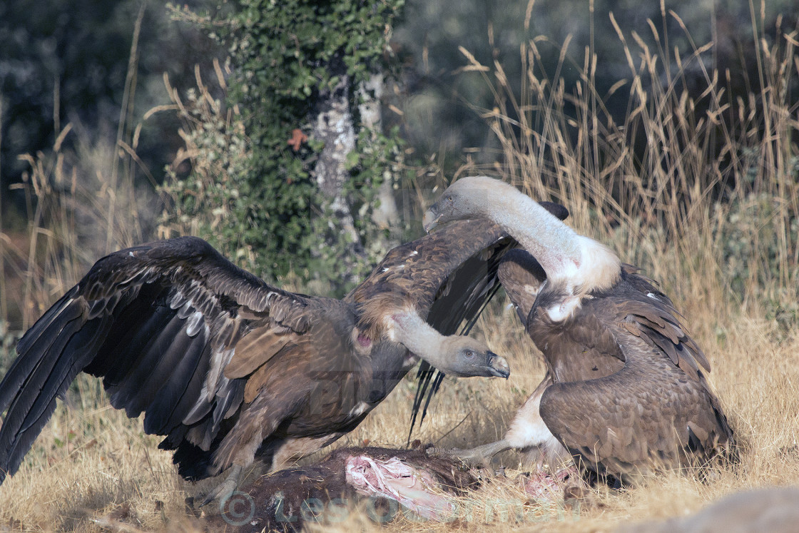 "Two Griffon Vultures" stock image