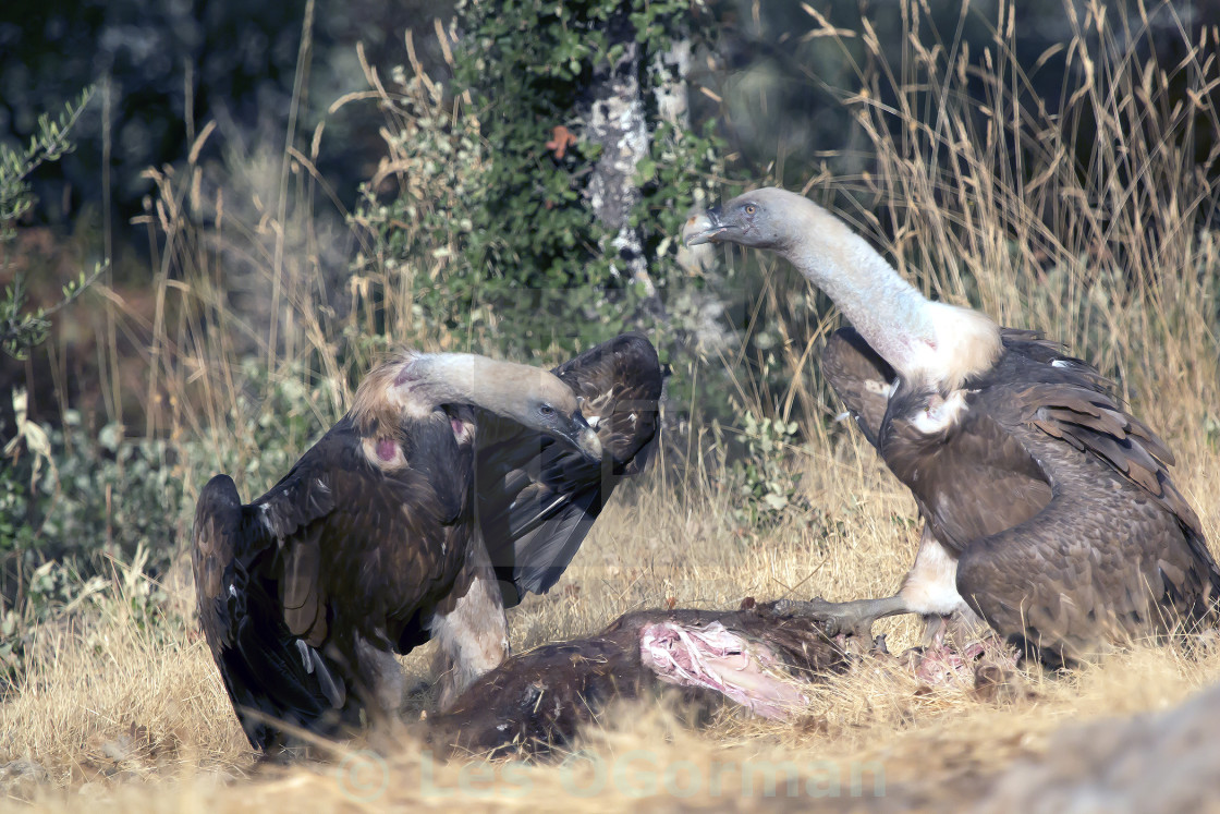 "Two Griffon Vultures." stock image