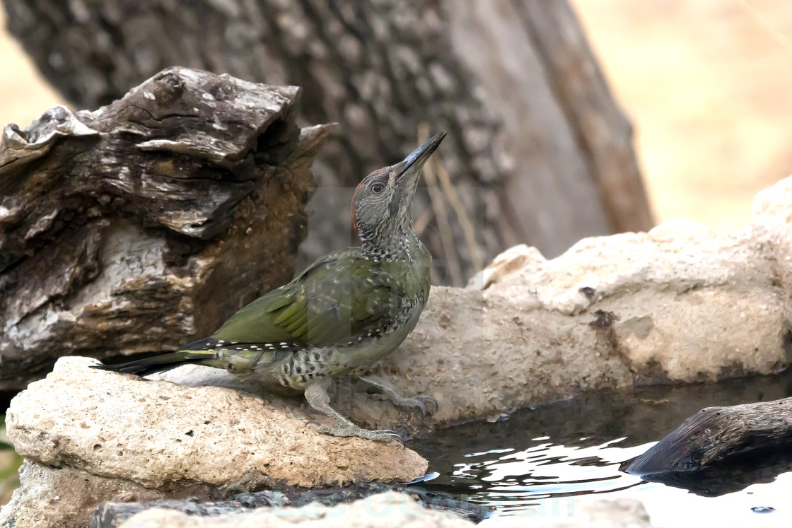 "Green Woodpecker Juvenile." stock image