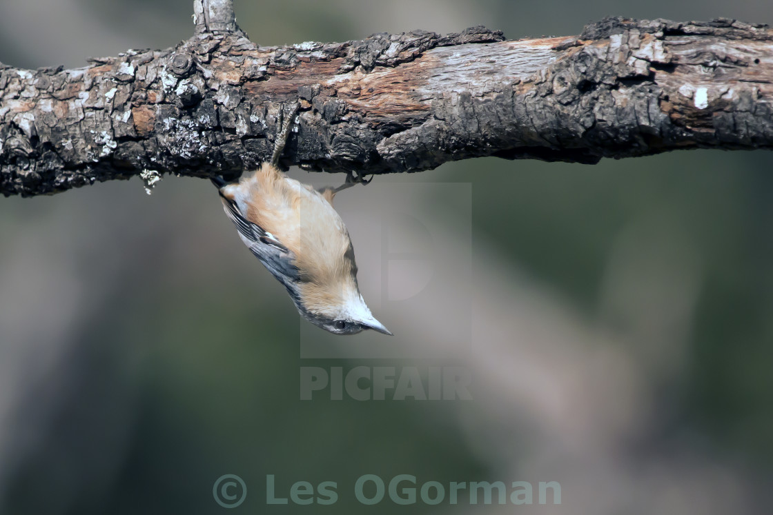 "Nuthatch." stock image