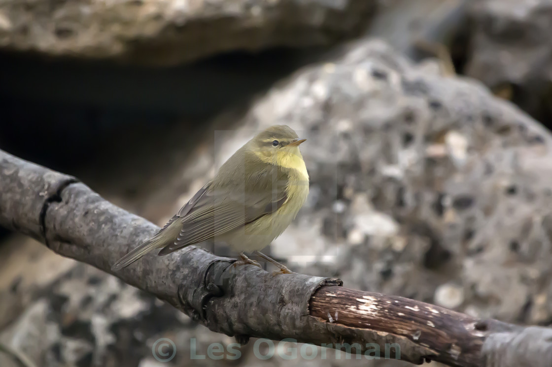 "Iberian Chiffchaff." stock image