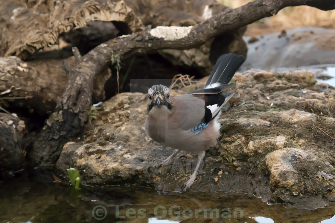 "A Jay by a water hole." stock image