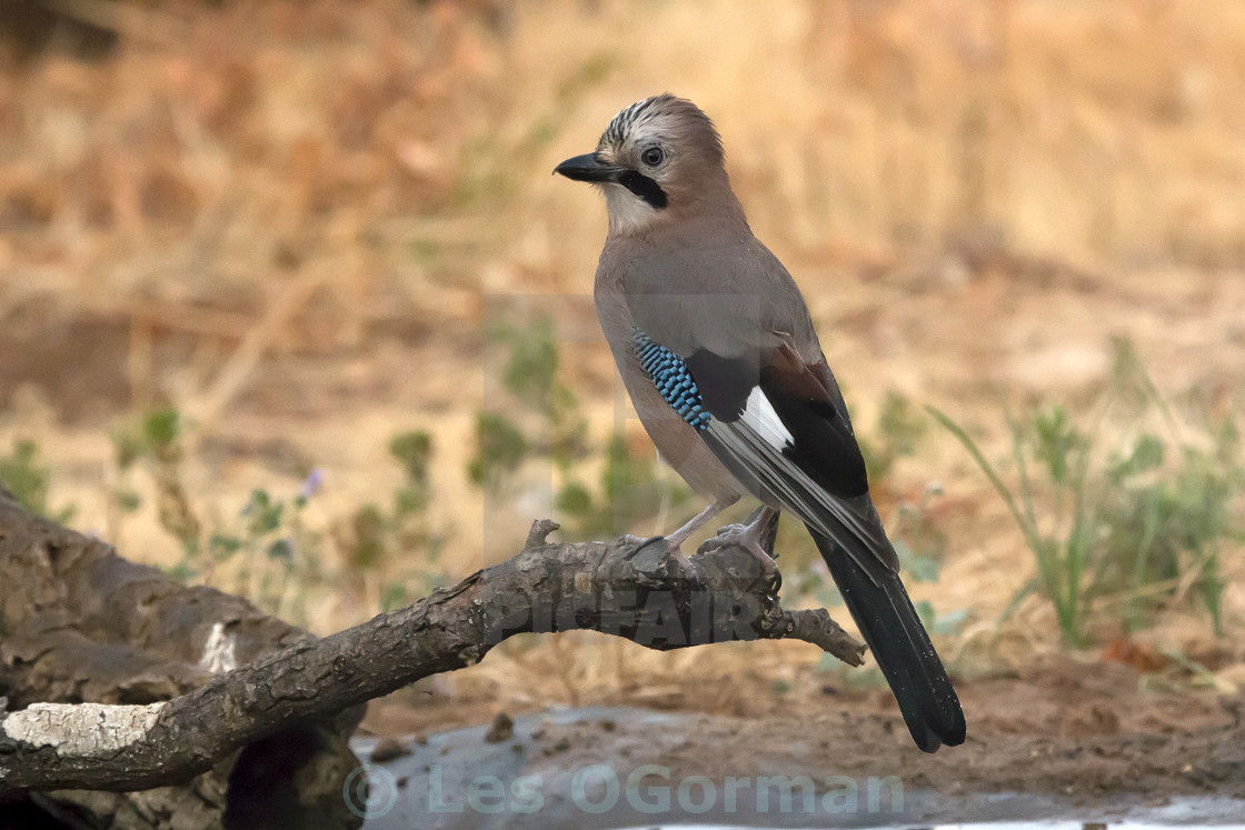 "A Jay on a perch." stock image