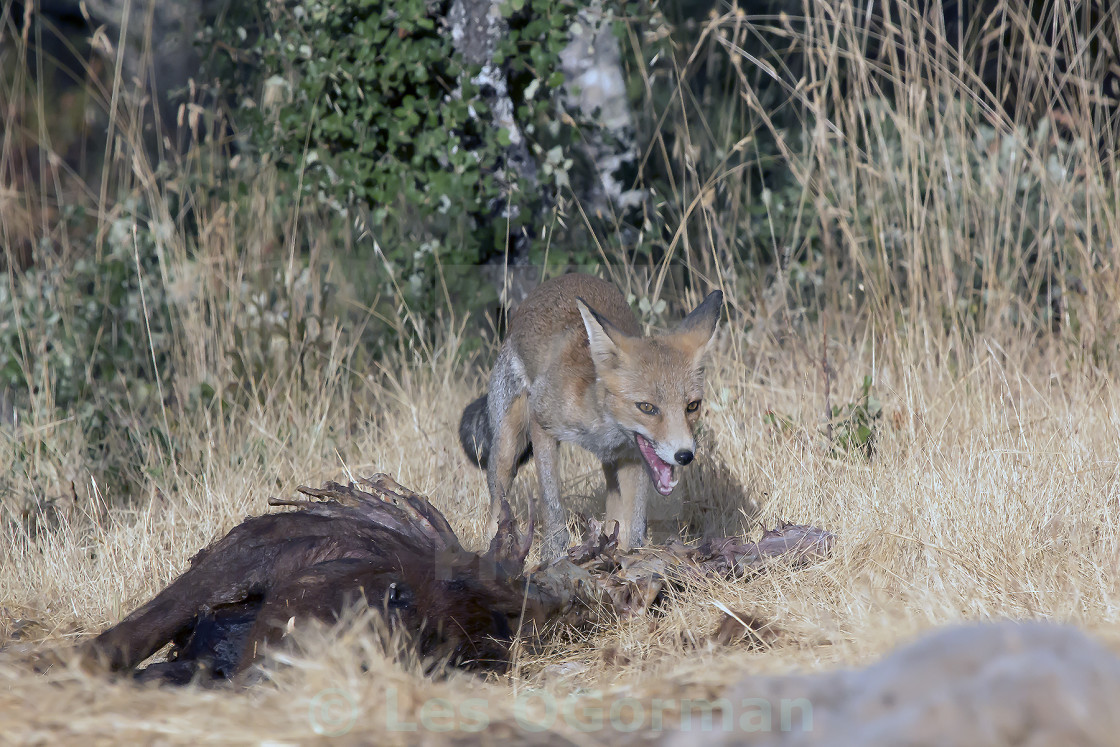 "A Fox with carrion." stock image