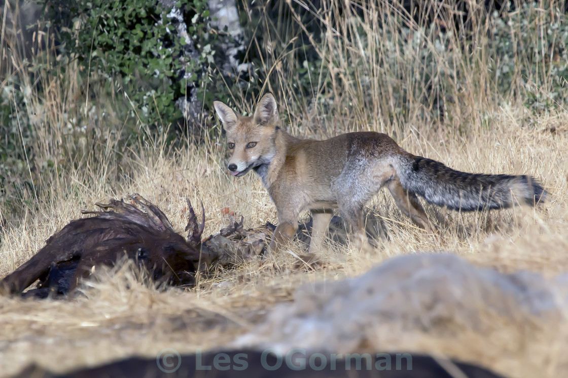 "A fox feeding off carrion." stock image