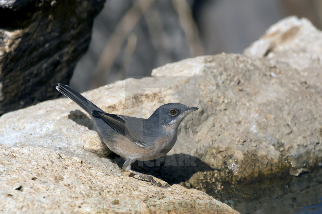 "Sardinian Warbler male." stock image