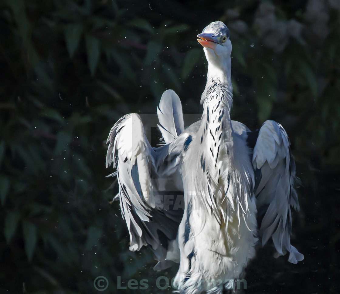 "Grey Heron Portrait." stock image