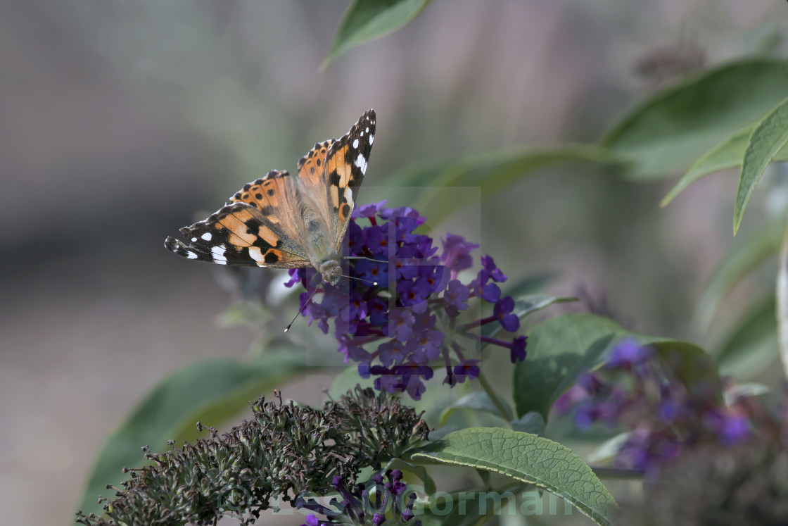 "Painted Lady Butterfly." stock image