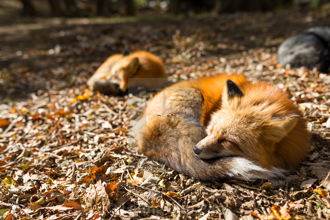Red fox sleeping at - License, download or print for £12.40 | Photos | Picfair