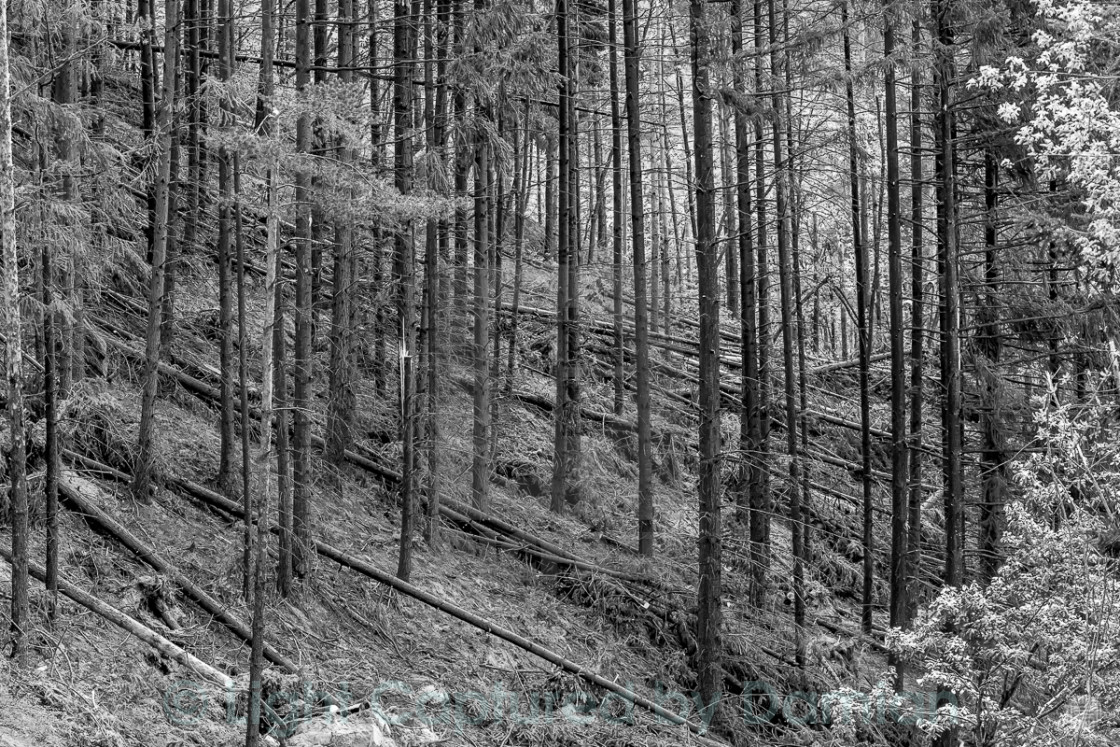 "Winter is comin'" by Light Captured by Damian - $15.31 "Winter is comin'" stock image