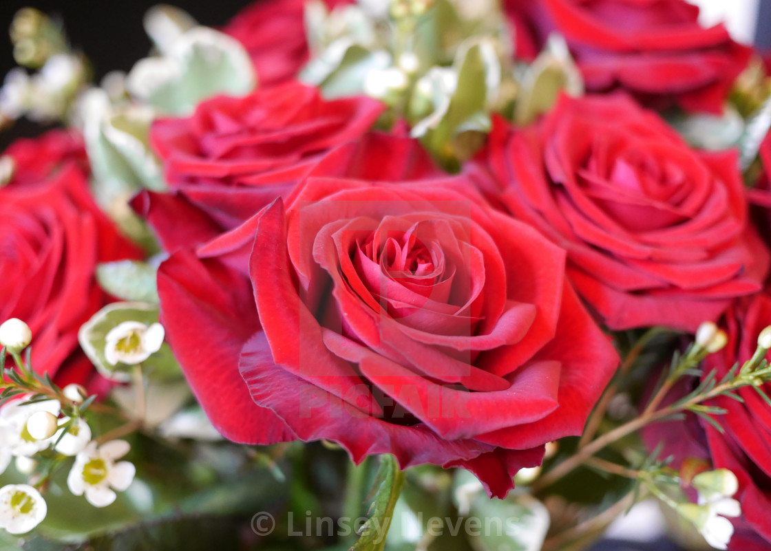 Red Velvet Roses License Download Or Print For 8 06 Photos Picfair