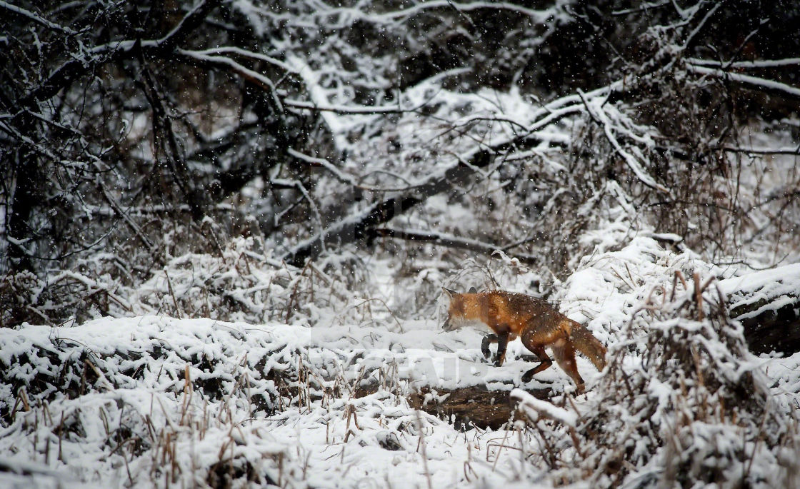 "Fox in the snow" stock image