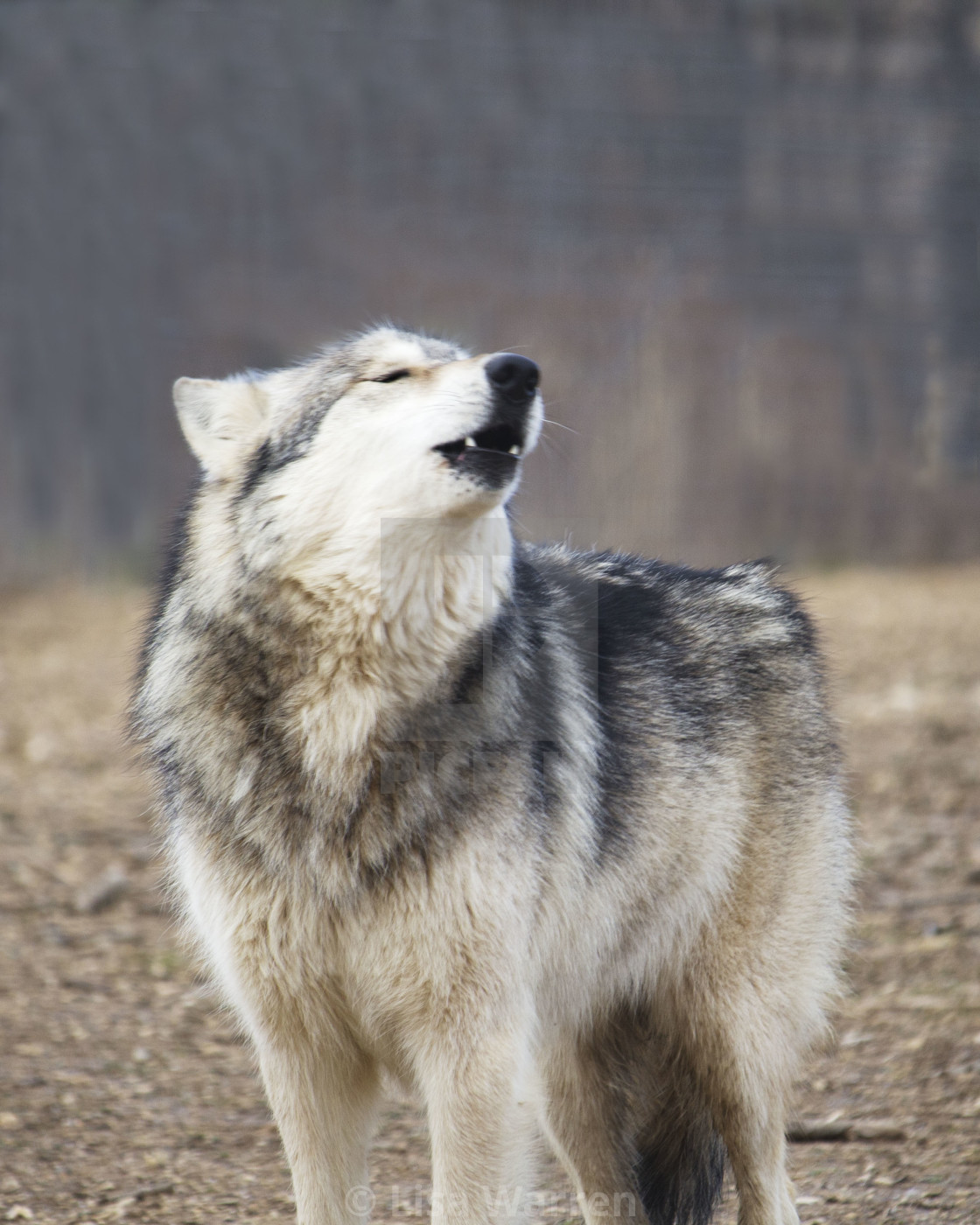 Timber Wolf Howls License Download Or Print For 12 40 Photos Picfair