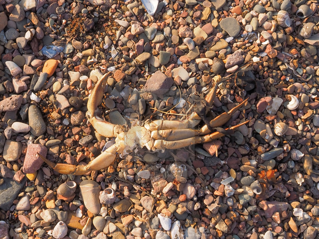 "A crab carcass." by Lise Vanasse - $1.52 "A crab carcass." stock image
