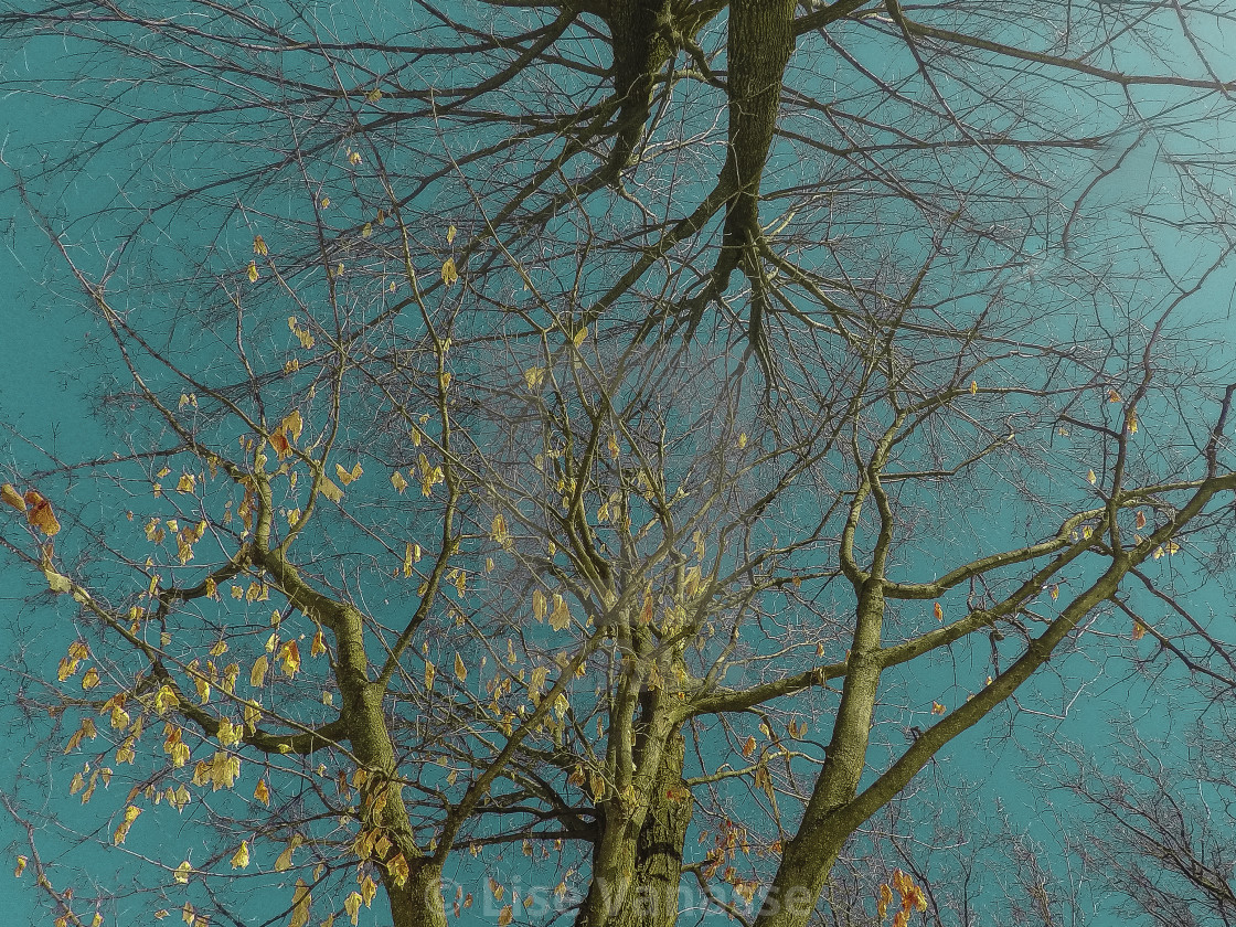 "The trees climbing to the sky." by Lise Vanasse - $1.52 "The trees climbing to the sky." stock image