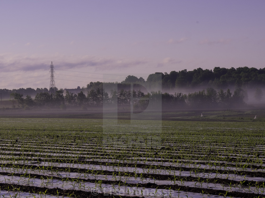 "A haze rose in the fields." by Lise Vanasse - $1.52 "A haze rose in the fields." stock image