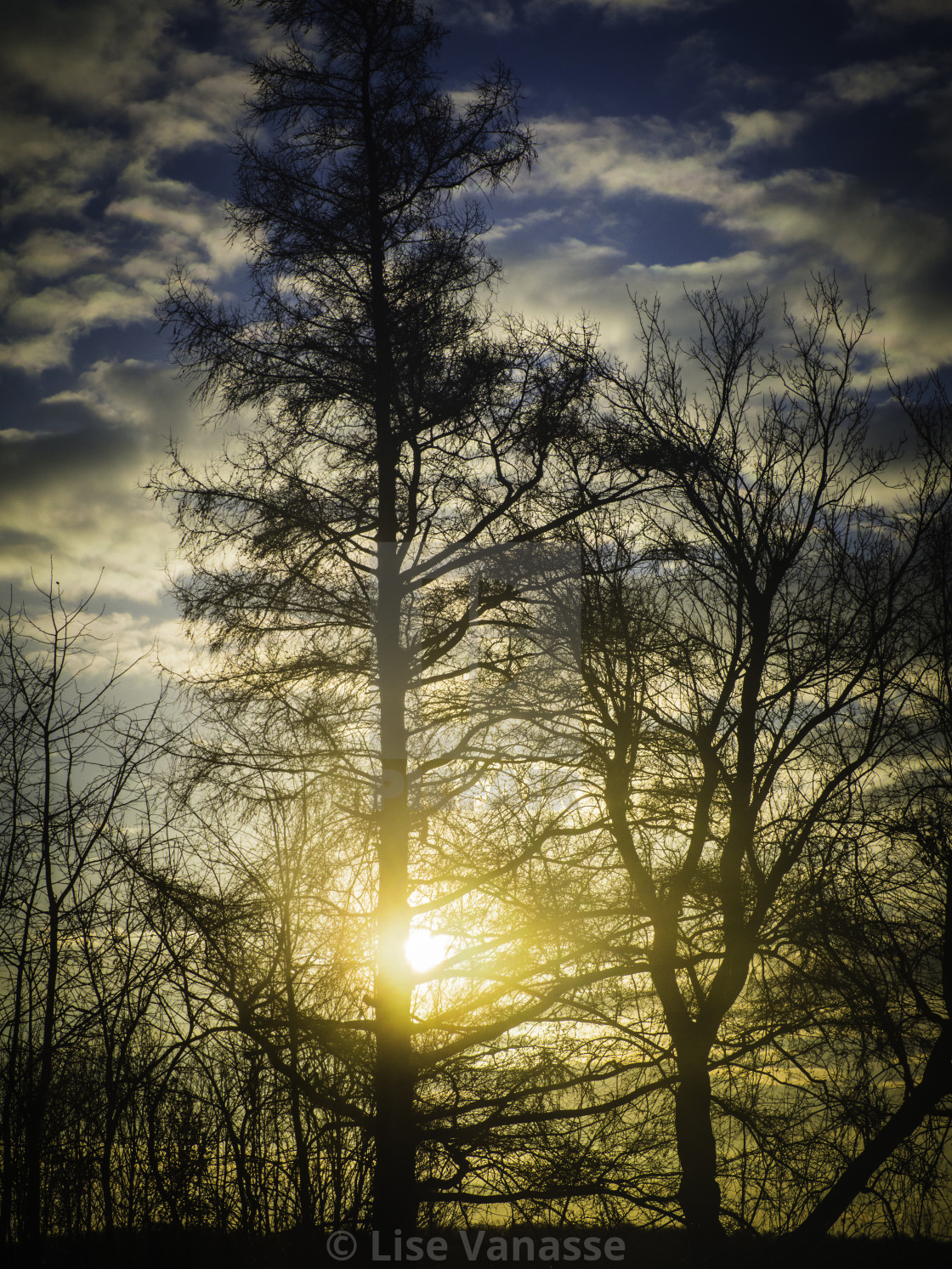 "The tree hides the sun." by Lise Vanasse - $1.52 "The tree hides the sun." stock image