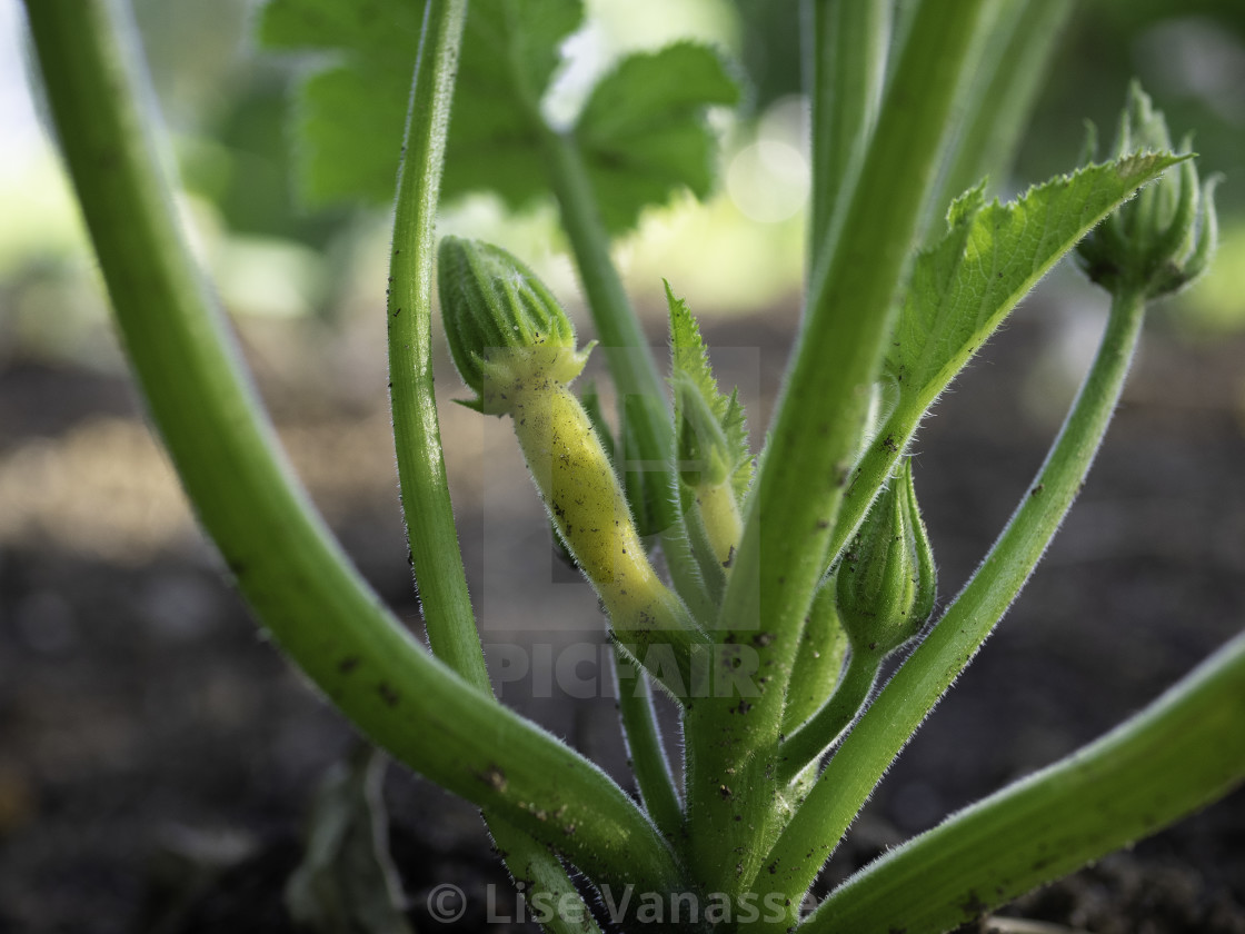 "The birth of a squash." by Lise Vanasse - $1.52 "The birth of a squash." stock image