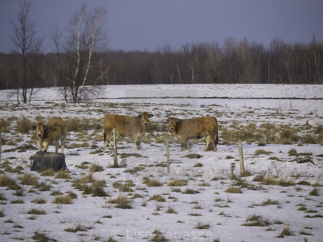"Cows enjoying the mild weather." by Lise Vanasse - $1.52 "Cows enjoying the mild weather." stock image