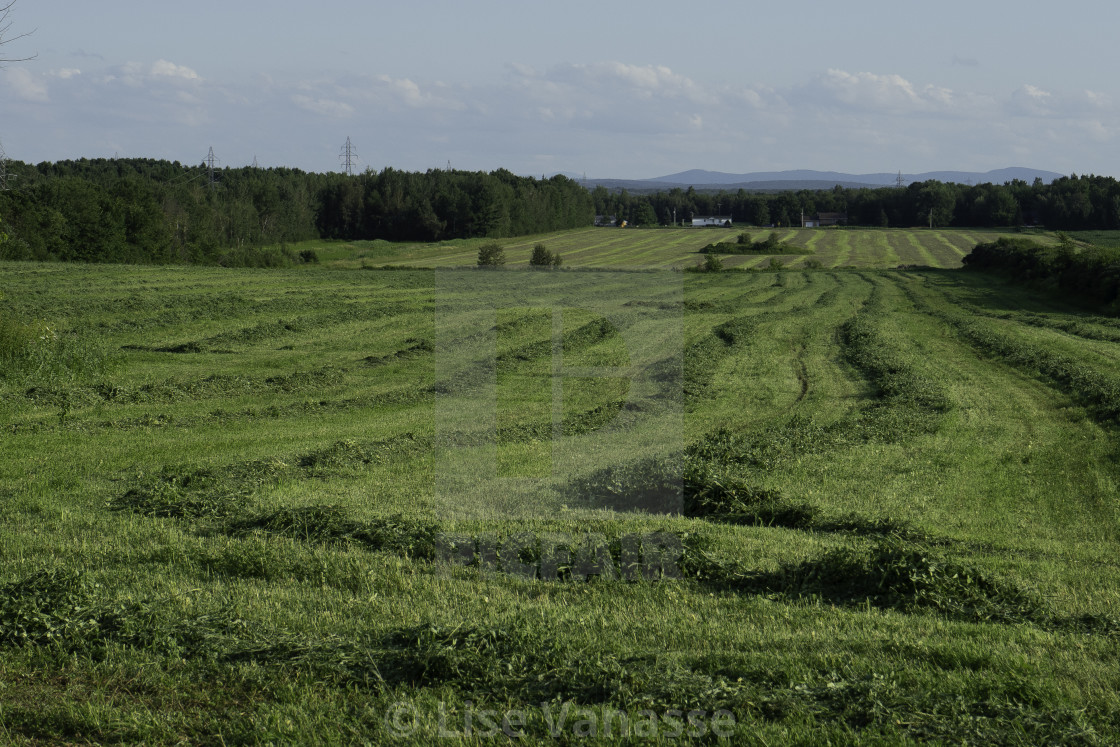 "We make a first harvest." by Lise Vanasse - $1.52 "We make a first harvest." stock image