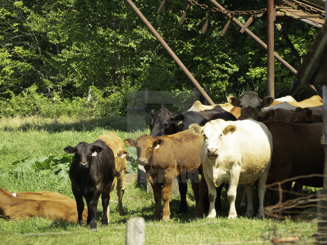 "The cows are near the barn." by Lise Vanasse - $1.52 "The cows are near the barn." stock image
