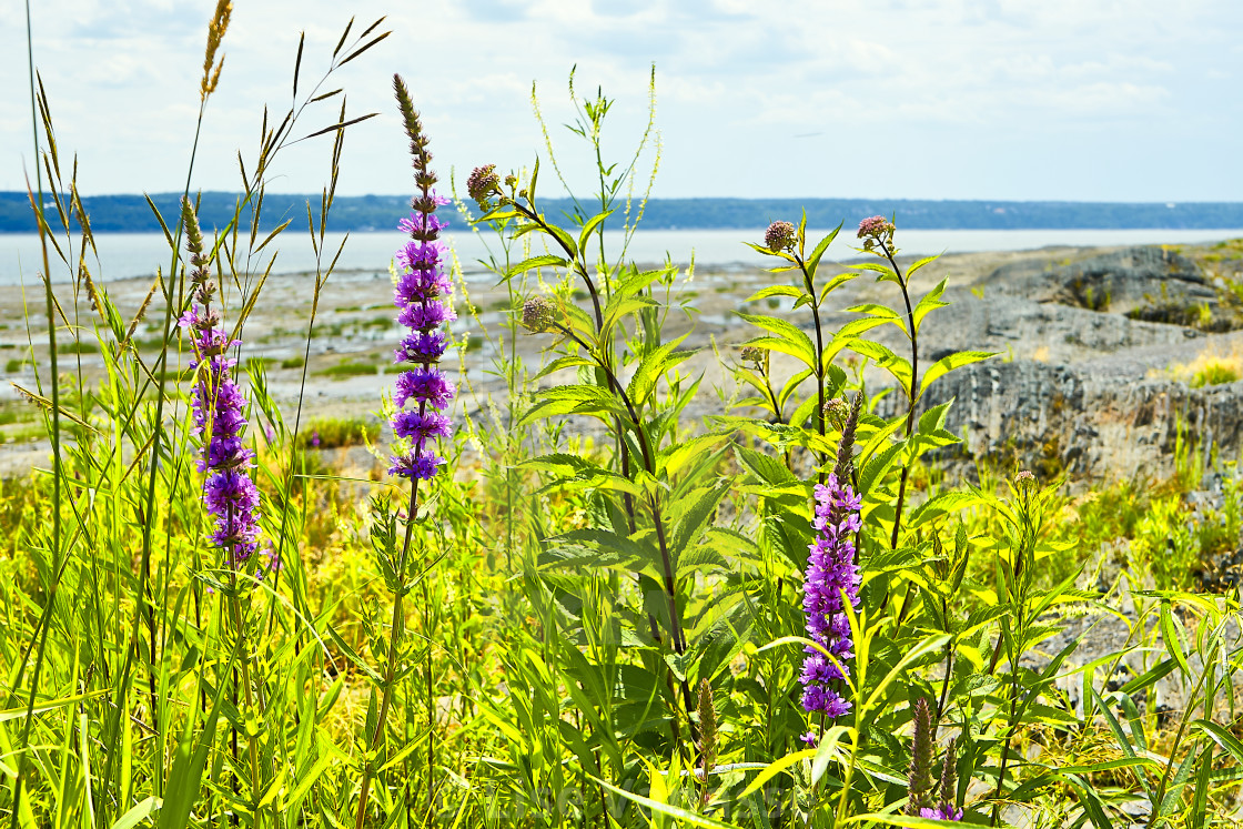"Flowers on the edge of the ocean ." by Lise Vanasse - $1.52 "Flowers on the edge of the ocean ." stock image
