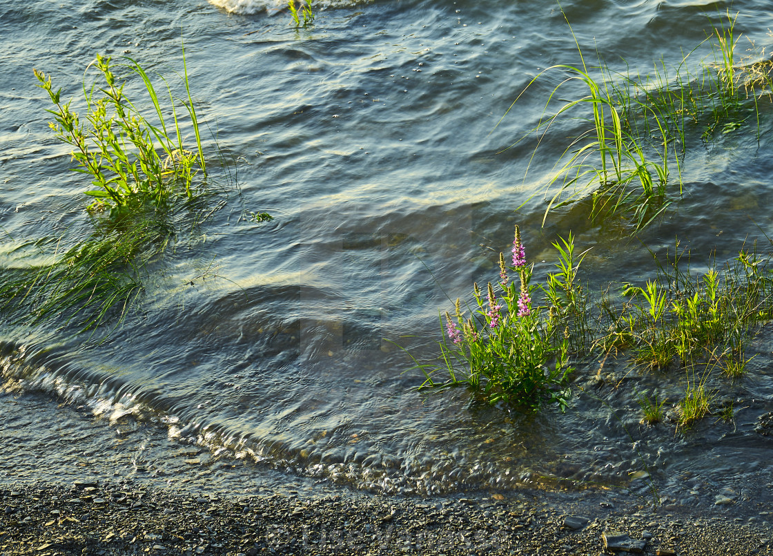 "The water has joined the flowers." by Lise Vanasse - $1.52 "The water has joined the flowers." stock image