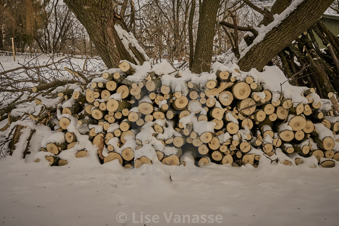 "The wood logs of a fallen tree." by Lise Vanasse - $1.52 "The wood logs of a fallen tree." stock image