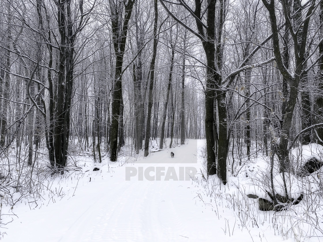 "In the forest one winter morning." by Lise Vanasse - $1.52 "In the forest one winter morning." stock image