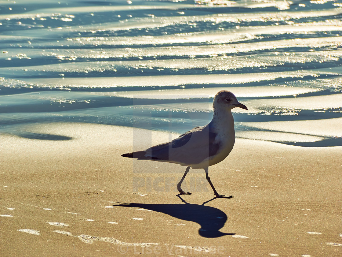 "A seagull walking on a beach." by Lise Vanasse - $1.52 "A seagull walking on a beach." stock image