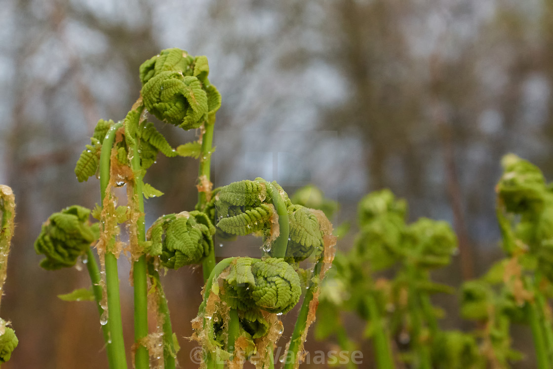 "Drops of water on the fiddle head." by Lise Vanasse - $1.52 "Drops of water on the fiddle head." stock image