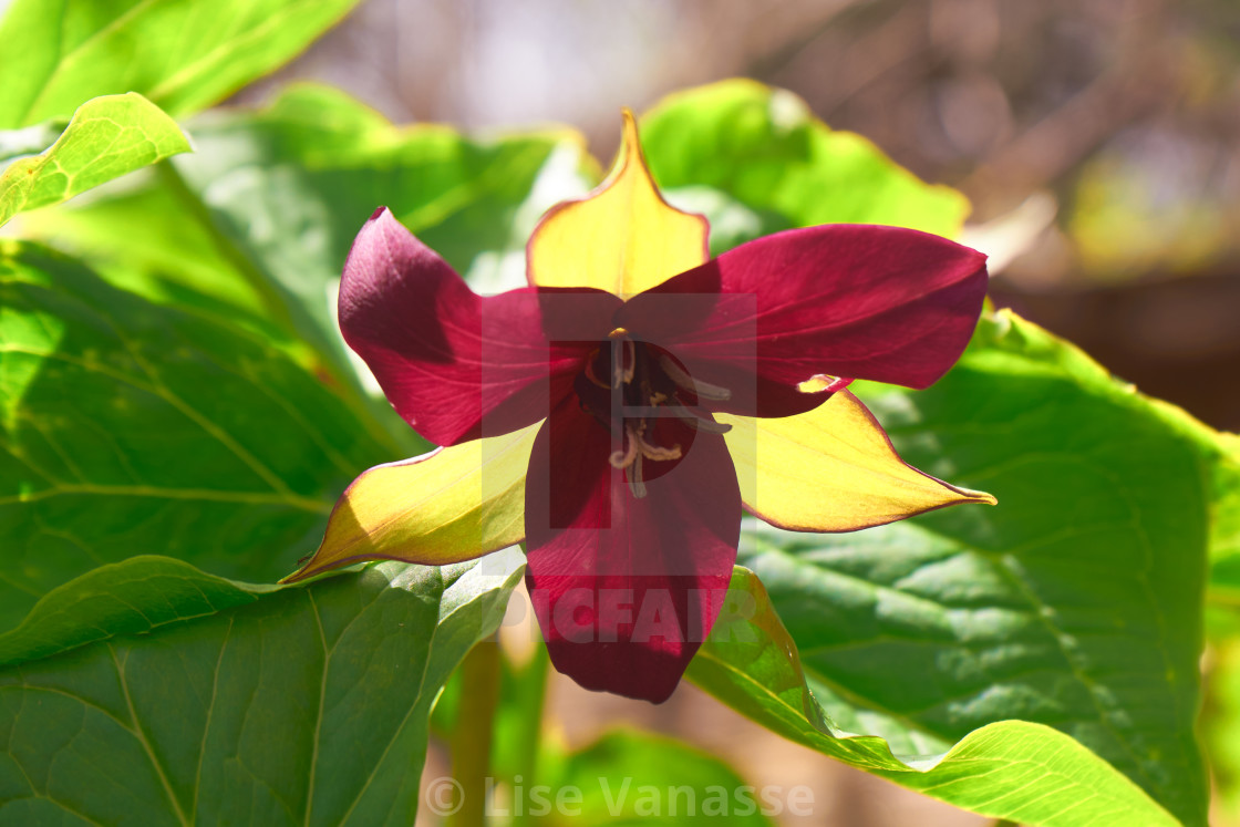 "A spring trill." by Lise Vanasse - $1.52 "A spring trill." stock image