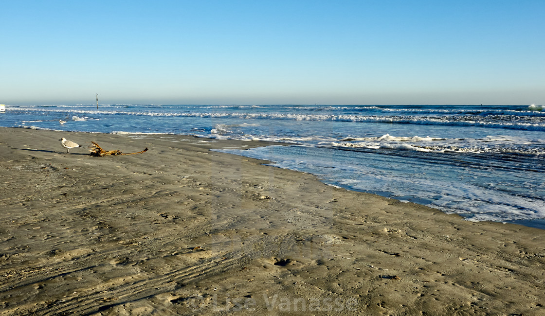 "A seagull on Florida beach." by Lise Vanasse - $1.52 "A seagull on Florida beach." stock image