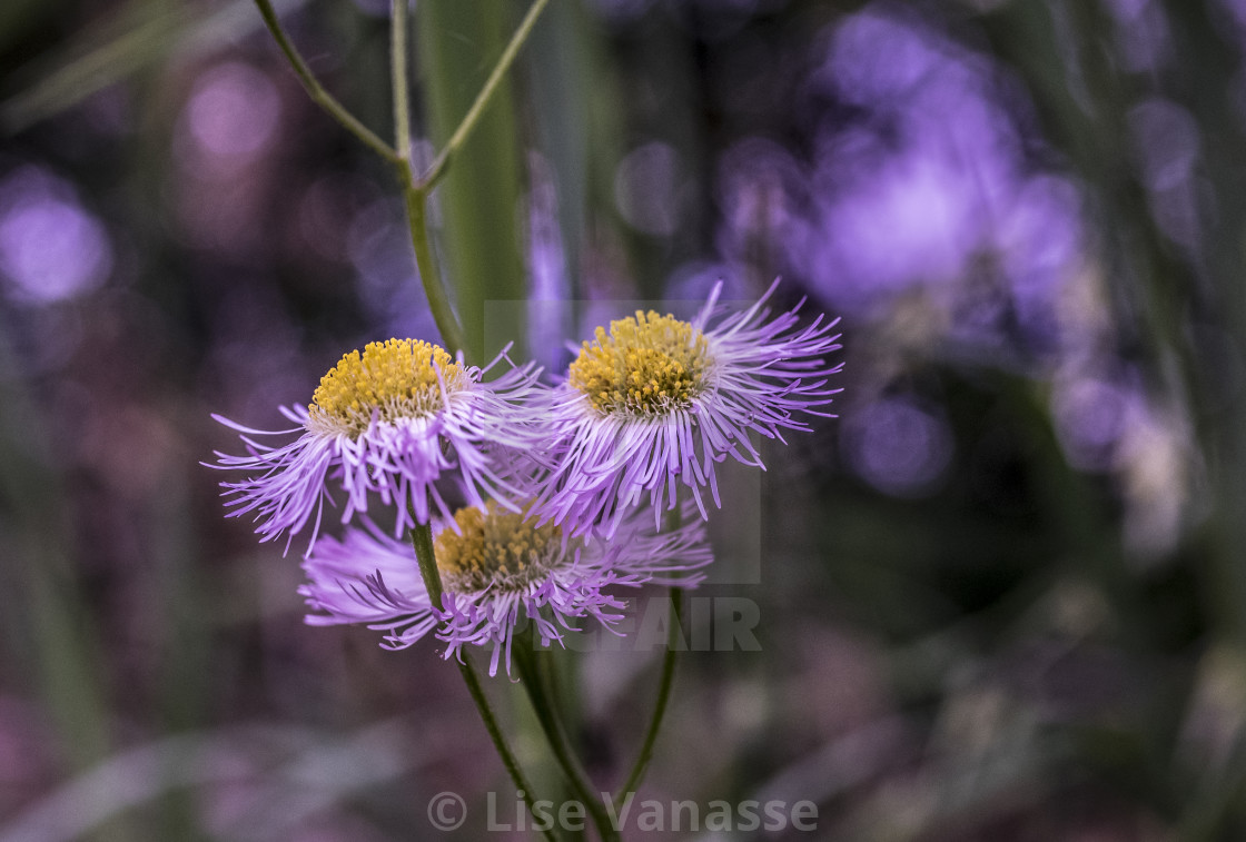 "A bouquet of flowers in the garden." by Lise Vanasse - $1.52 "A bouquet of flowers in the garden." stock image