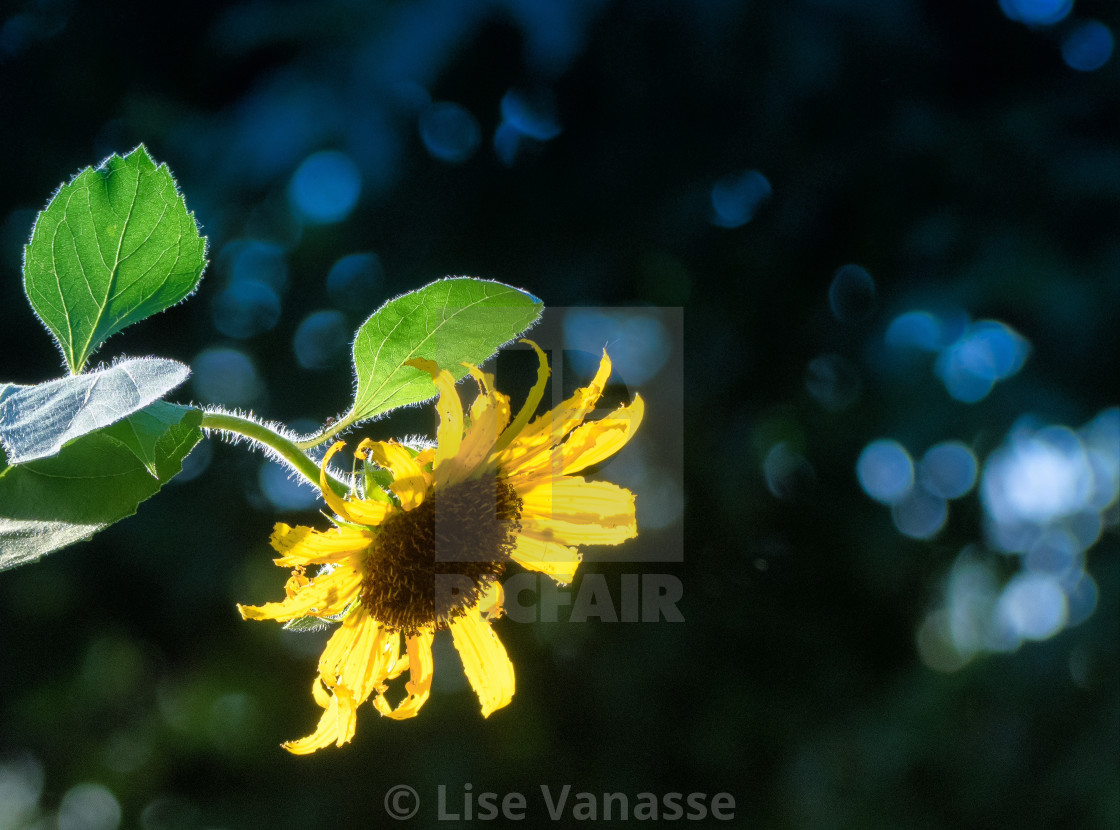 "A sunflower at the end of the day." by Lise Vanasse - $1.52 "A sunflower at the end of the day." stock image