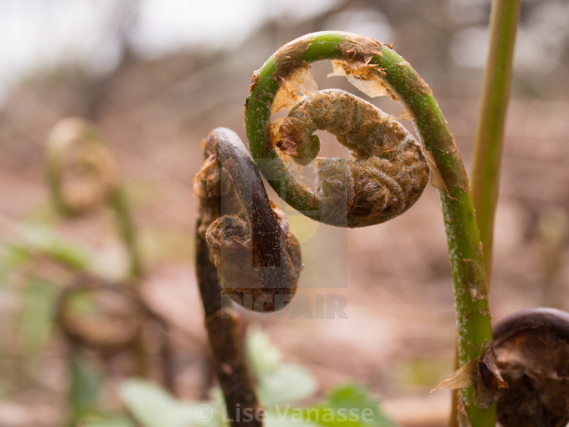 "The violin heads come out in the spring." by Lise Vanasse - $1.52 "The violin heads come out in the spring." stock image