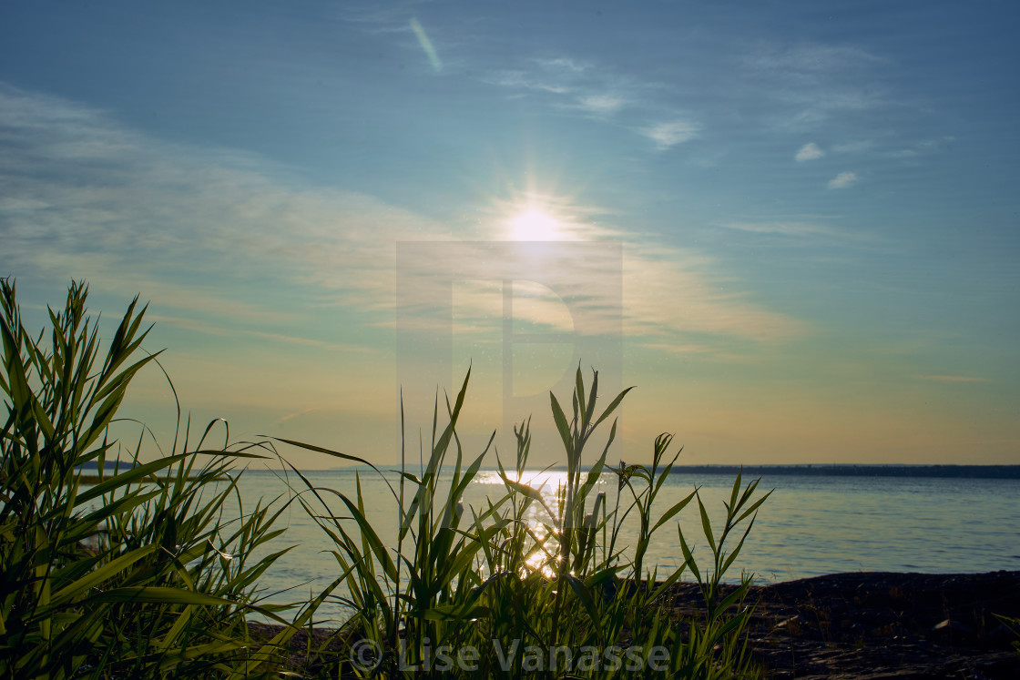 "Grassland near the sea." by Lise Vanasse - $1.52 "Grassland near the sea." stock image