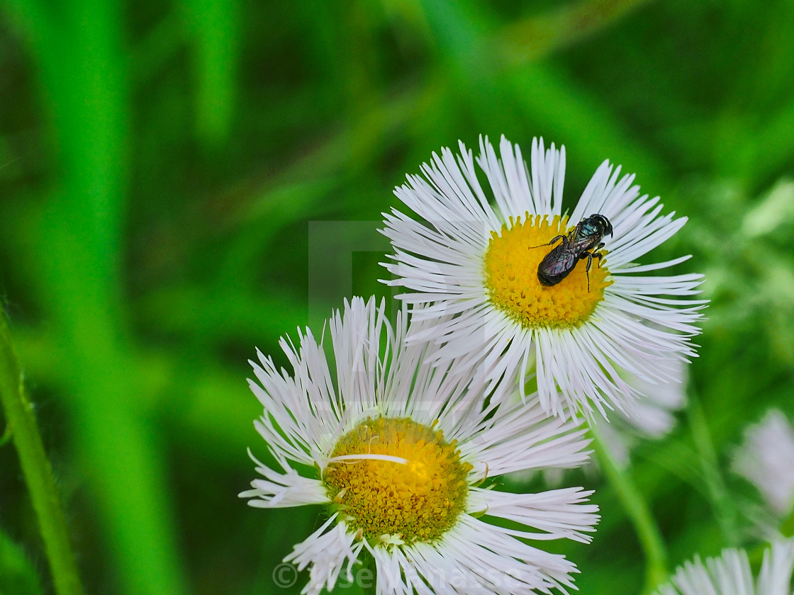 "A housefly on a flower." by Lise Vanasse - $1.52 "A housefly on a flower." stock image